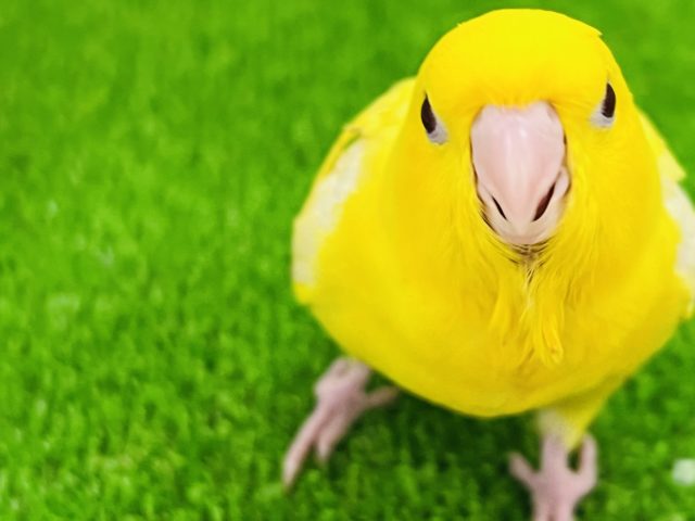 サザナミインコ