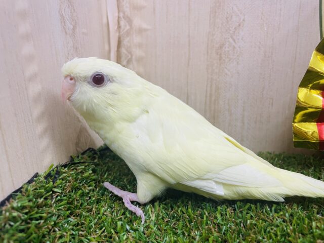 サザナミインコ