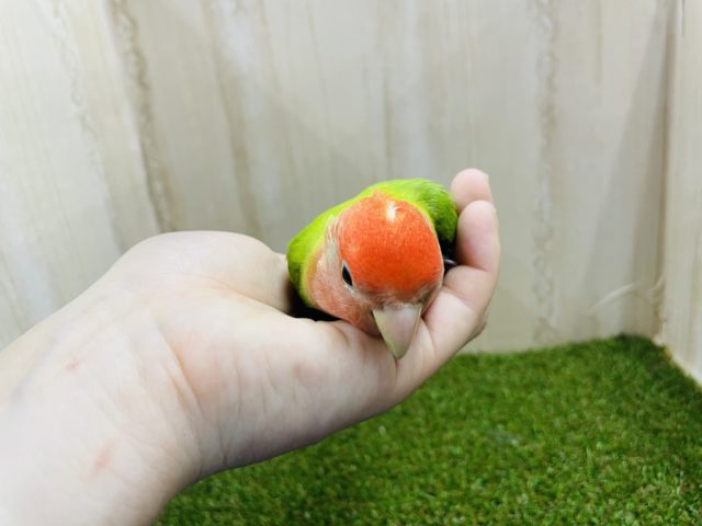 コザクラインコ（小桜インコ）