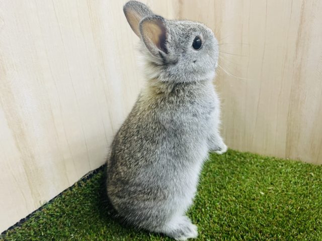 ネザーランドドワーフ