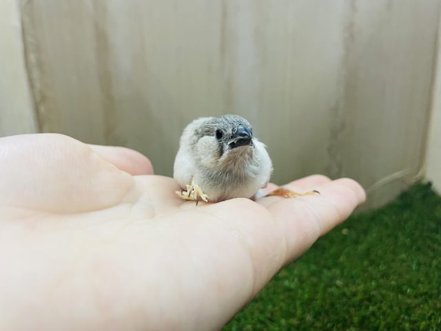 錦花鳥（キンカチョウ）