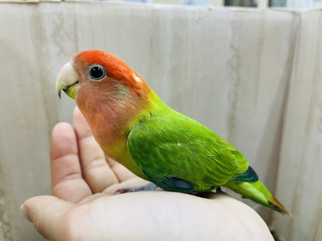 コザクラインコ（小桜インコ）