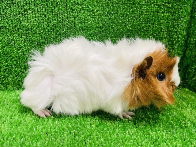 アビシニアンモルモット