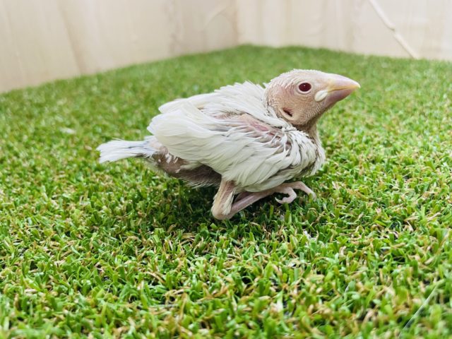 シルバーイノ文鳥
