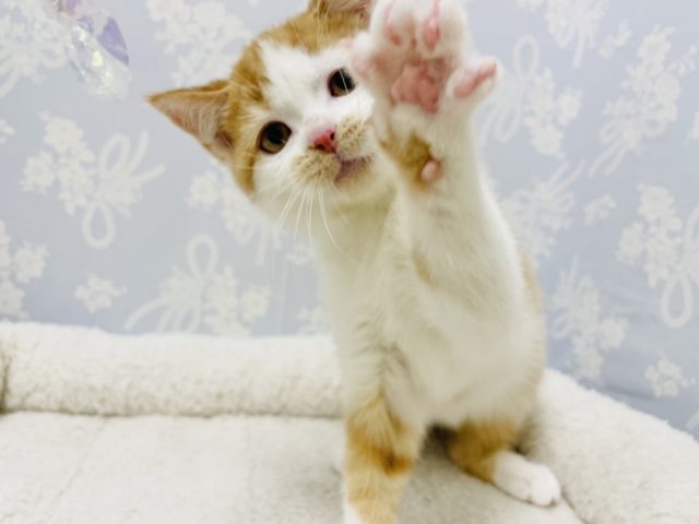 スコティッシュフォールド