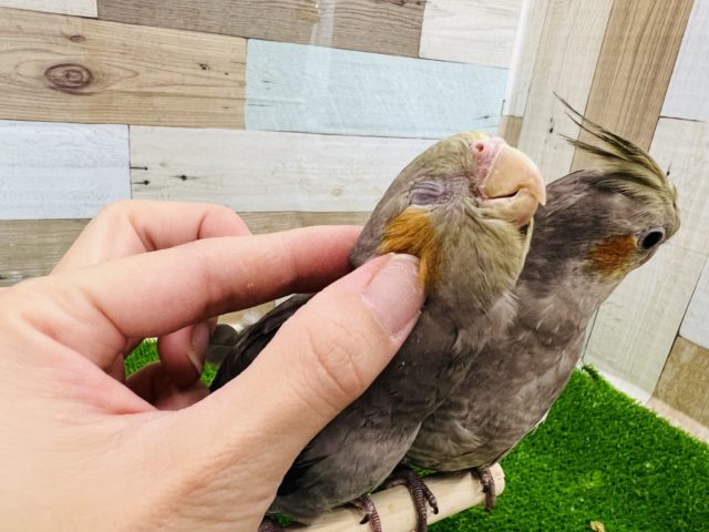 オカメインコ