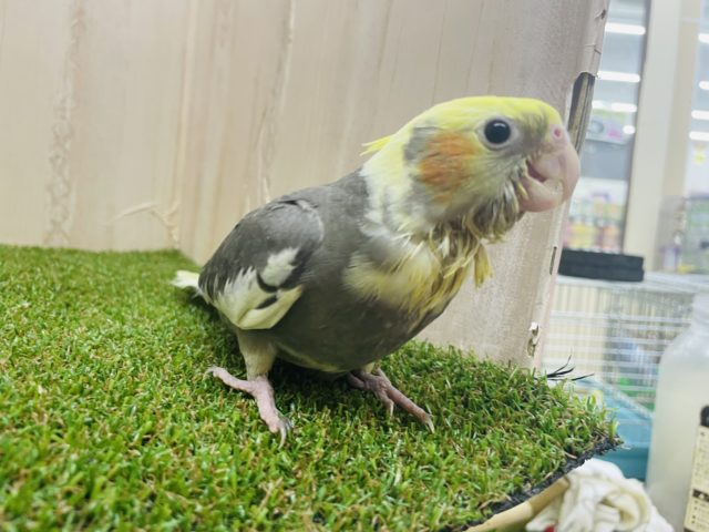 オカメインコ