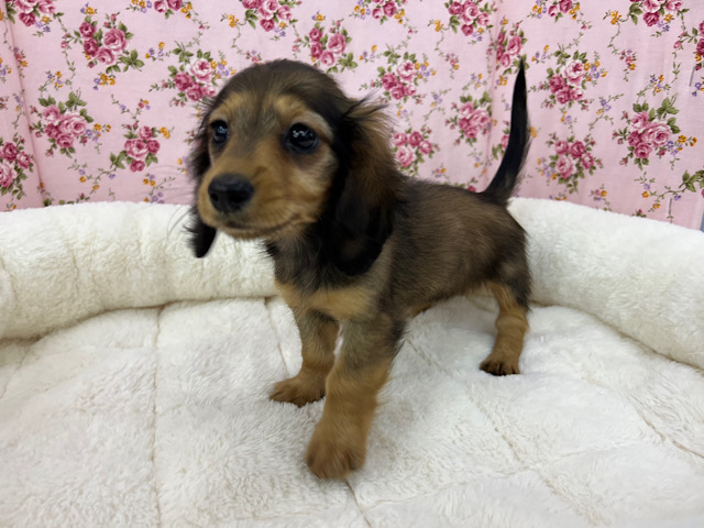 ミニチュアダックス