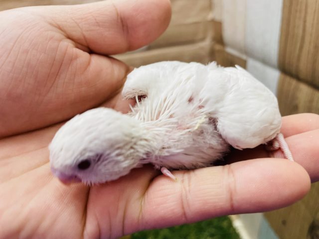 セキセイインコ