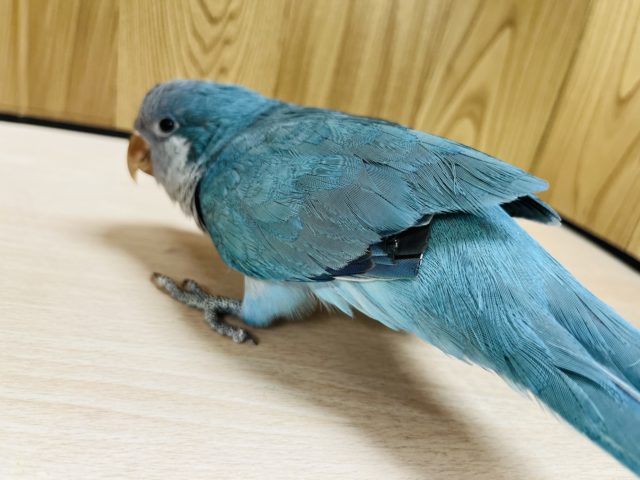 オキナインコ