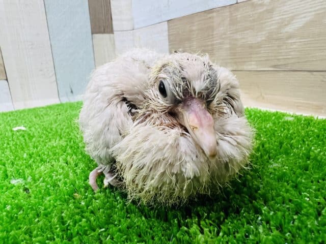 ジュズカケバト