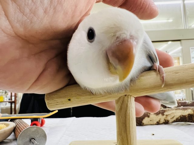 コザクラインコ（小桜インコ）