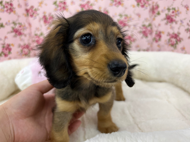 ミニチュアダックス