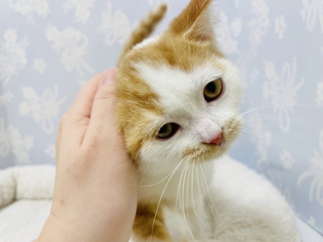 スコティッシュフォールド