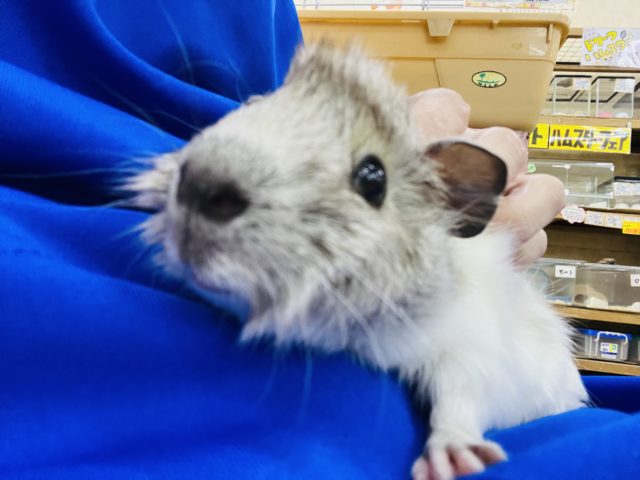 アビシニアンモルモット