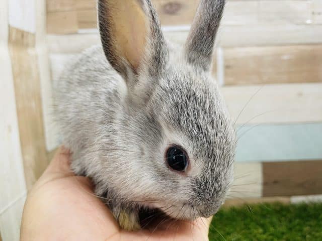 ネザーランドドワーフ