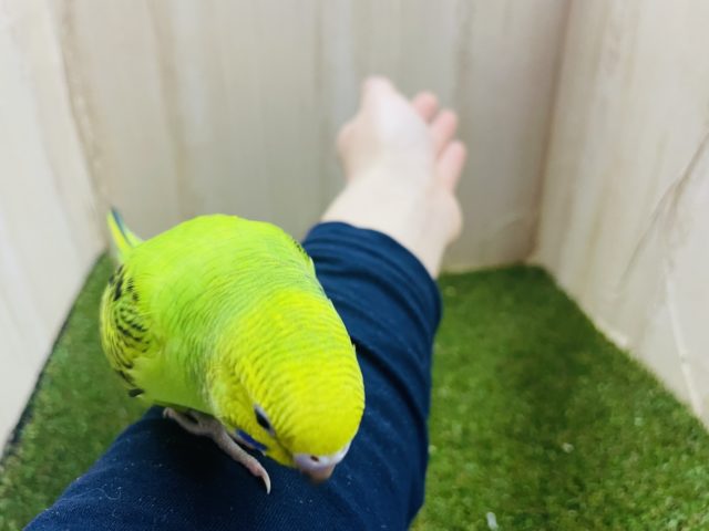 セキセイインコ