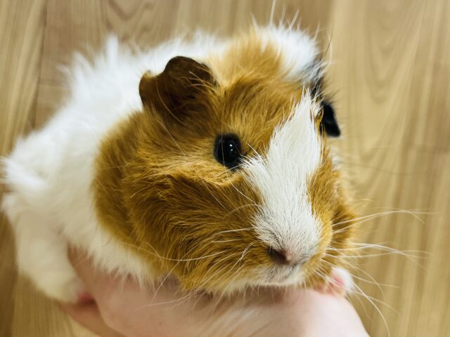 アビシニアンモルモット