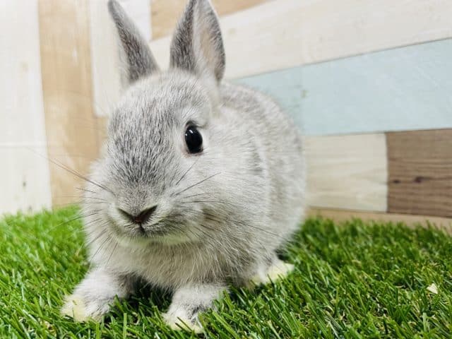 ネザーランドドワーフ