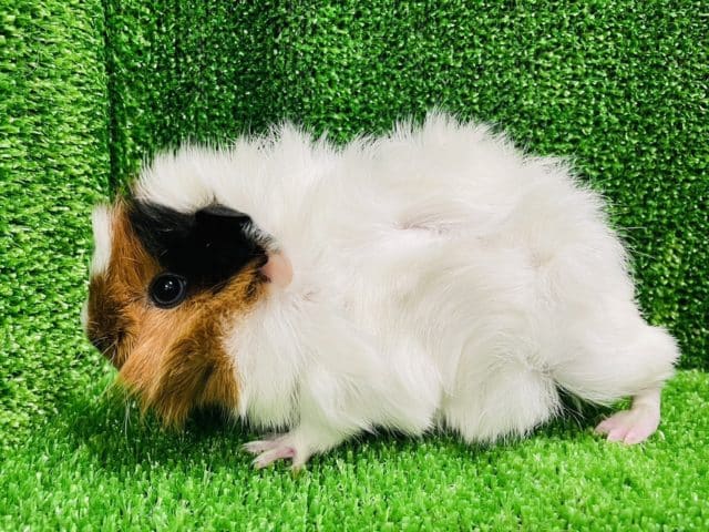 アビシニアンモルモット