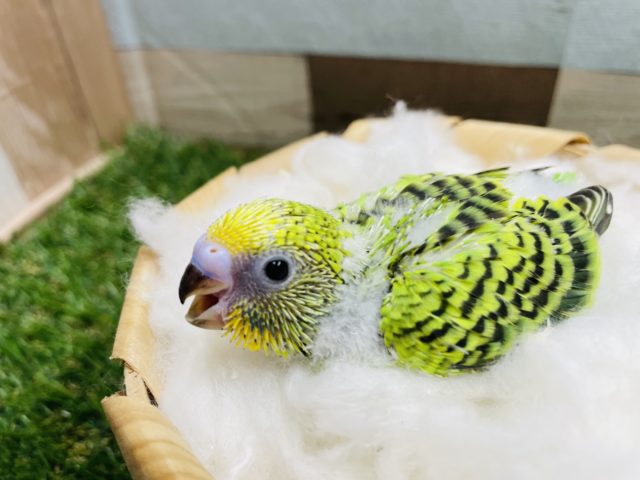 セキセイインコ