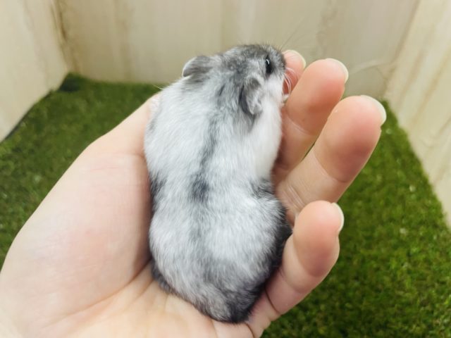 ドワーフハムスターの1種