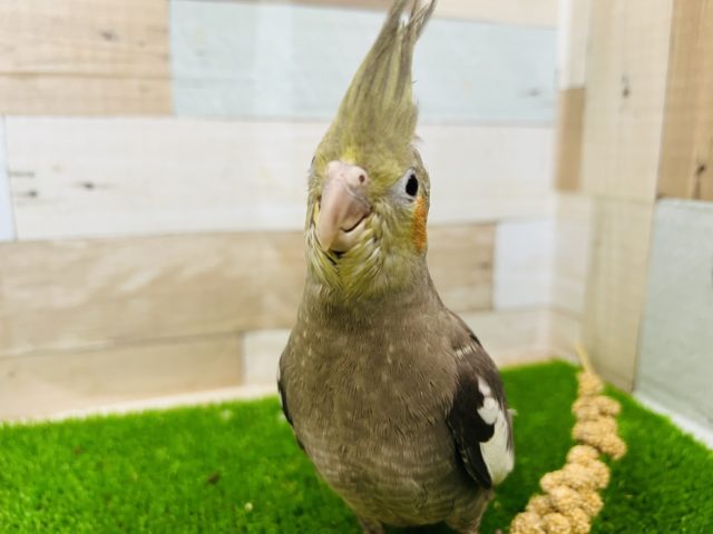 オカメインコ