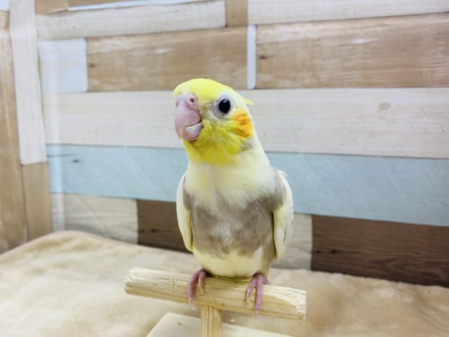 オカメインコ