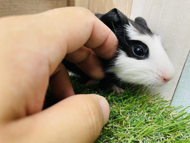 クレステッドモルモット