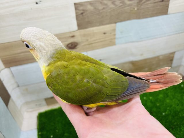 ホオミドリウロコインコ