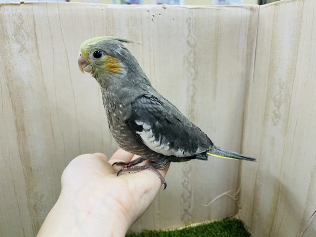 オカメインコ