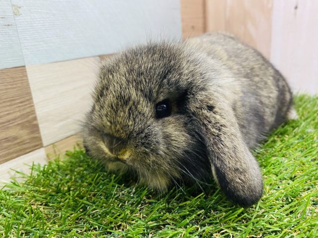 ロップイヤーラビット