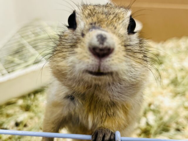 リチャードソンジリス