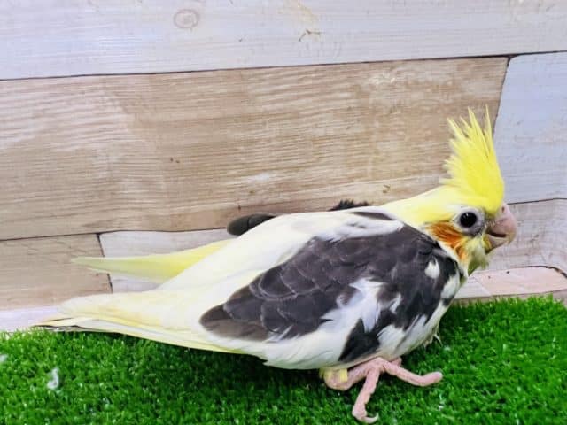 オカメインコ