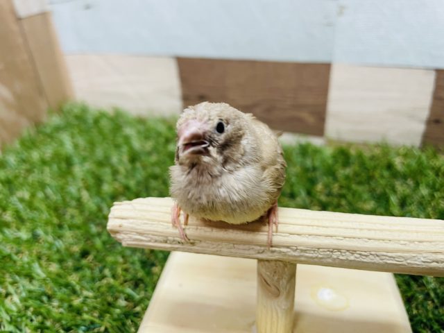 錦花鳥（キンカチョウ）