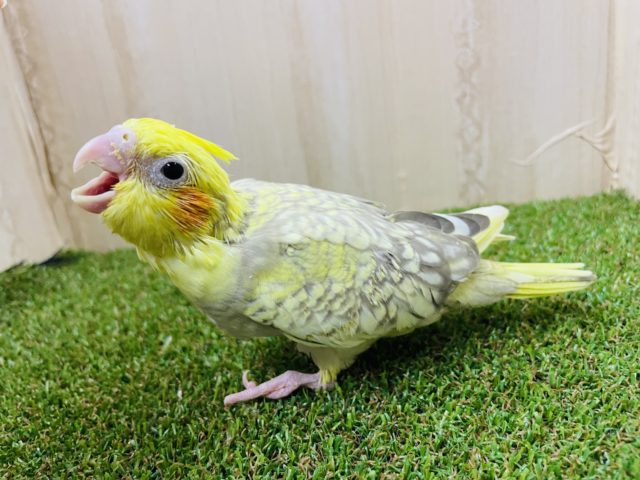 オカメインコ