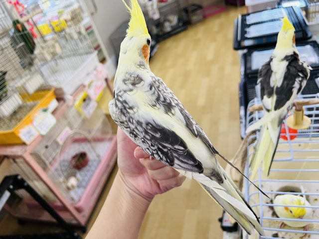 オカメインコ