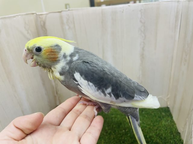 オカメインコ