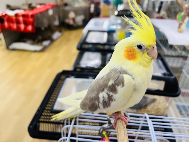 オカメインコ
