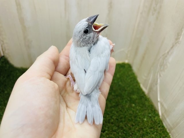 シルバー文鳥