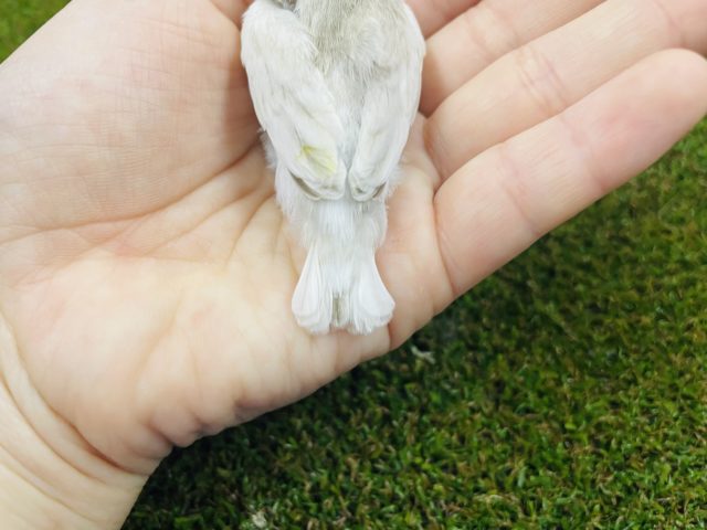 錦花鳥（キンカチョウ）