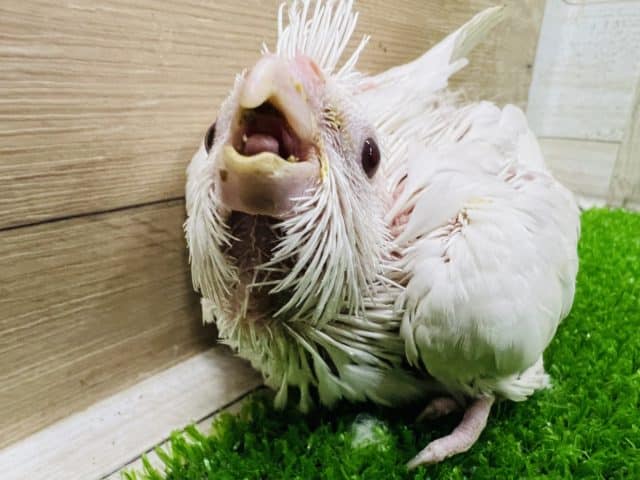 純白のピュアホワイト‼︎うぶうぶオカメインコ オカメインコ
