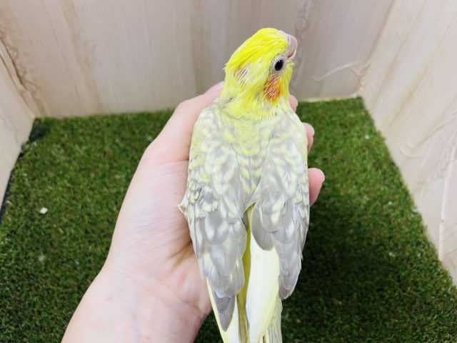 オカメインコ