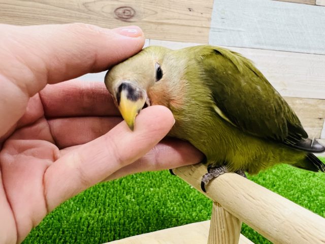 コザクラインコ（小桜インコ）
