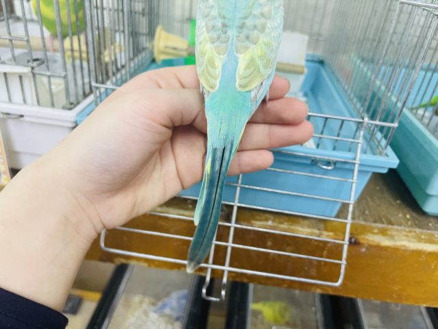 セキセイインコ