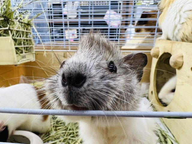 アビシニアンモルモット