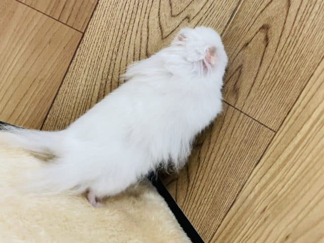 ゴールデンハムスター