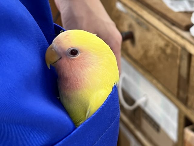 コザクラインコ（小桜インコ）