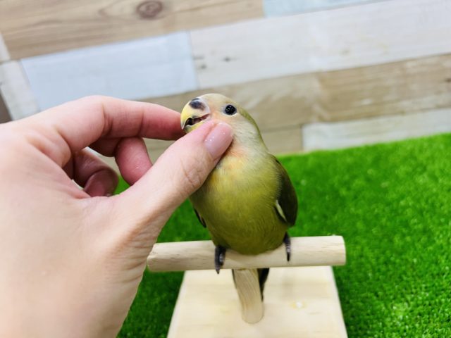 コザクラインコ（小桜インコ）