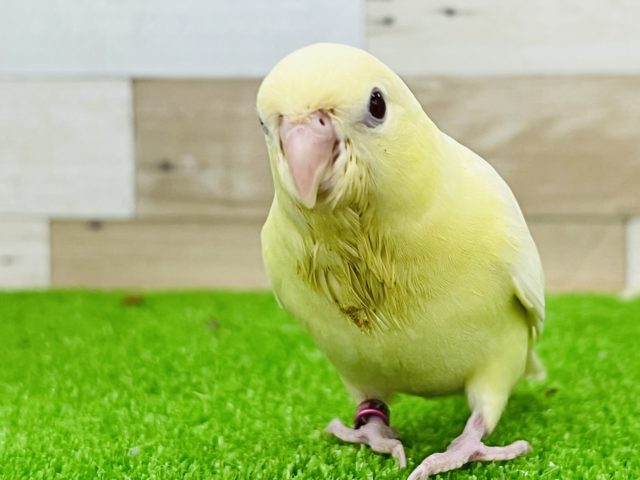 最新画像更新☆レアカラーだよ!クリームイノのサザナミインコ☆ サザナミインコ